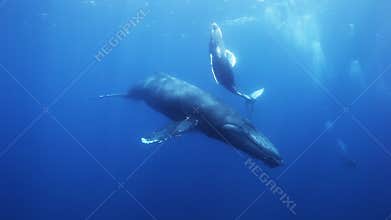 Humpback whales mother and calf in blue sea water