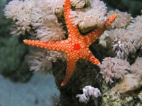 Red Sea Seastar fish