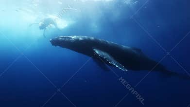 Humpback whales mother and calf in blue sea water