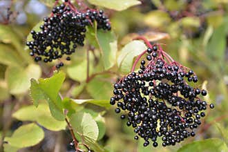 Autumn bunch of ripe elderberry fruit
