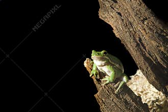 Green Tree Frog