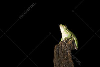 Green Tree Frog Dreaming
