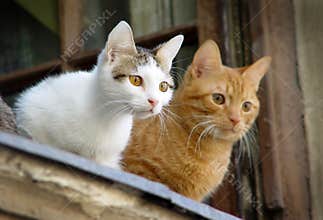 Two pet cats