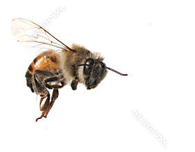 Common Honeybee on White Background
