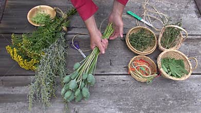 Herbalist gardener hands preparing to dry herbs and spices