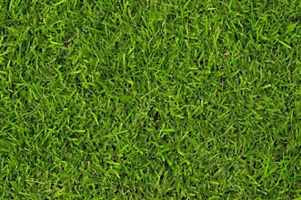 Grass