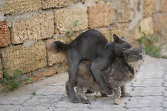 Mating cats