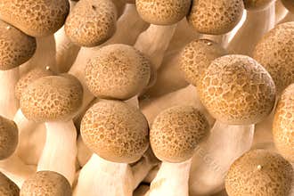 Asian Edible Shimeji Mushrooms