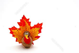 Tiny turkey for Thanksgiving