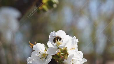 Bee Gathering Pollen from Sour Cherry Blossoms