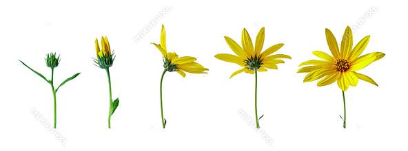 Flower growth stages