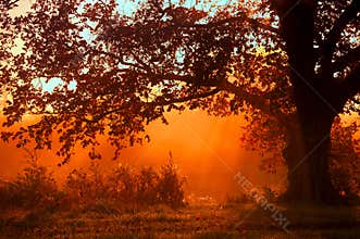 Autumn landscape, trees in the mist at dawn