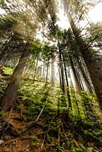 Late summer sunlight breaking through the trees at a mystical lane