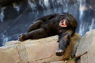 Chimpanzee laughing
