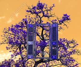 A tree and a window,
