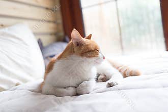 Cat on the bed
