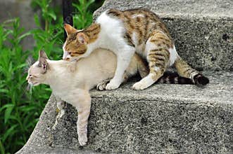 Wild Cats. Animal sex