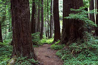 Forest path