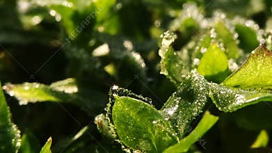 Timelapse of frozen grass and leaves at sunrise