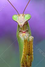 Praying Mantis