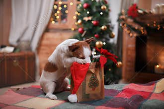 Dog Jack Russell Terrier holiday, Christmas