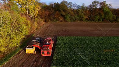 Aerial view of the loading sugar beet harvester on a trailer