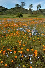 California Spring Wildflowers and Oak Woodland