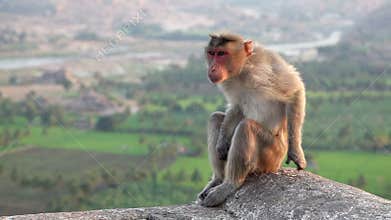 Monkey in India