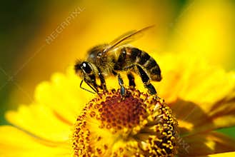 Bee on flower