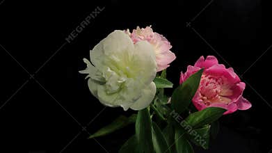 Peony Flowering Timelapse 4k