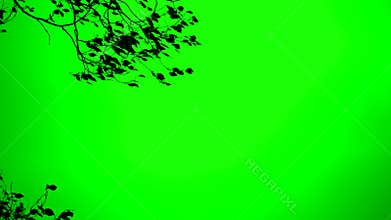 Strong Wind Blowing on Tree Chroma Key