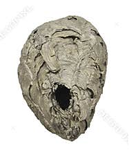 Old wasp nest isolated.