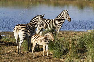 Burchell’s zebra in the riverbank in Kruger National park