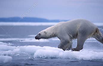 Polar bear