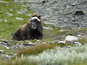 Muskox in Norway