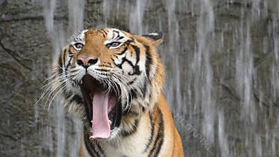Bengal tigers is yawning.