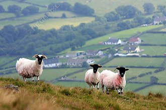 Sheep on the hills