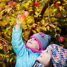 Autumn girl picking apple from tree