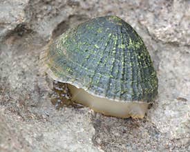 Common Limpet (Patella vulgata) on shore with foot exposed