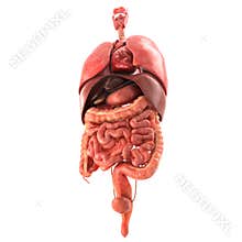 Human internal organs Anatomically accurate render