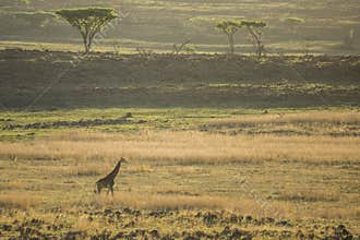 Giraffe walking on horizon