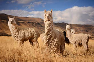Llamas in Andes,Mountains, Peru