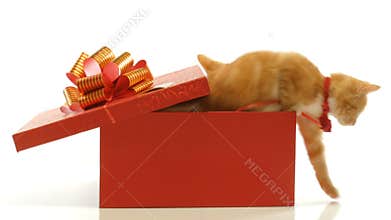 Little funny kittens playing