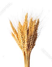 Wheat crop