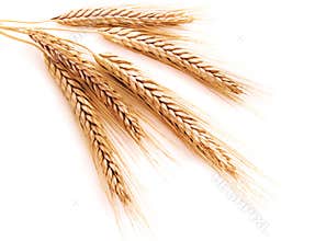 Wheat ears
