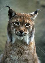 Portrait of a lynx