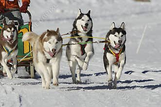 Sleddog race