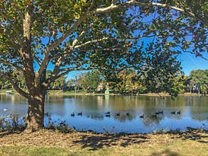 Fall season landscapes, trees, Canadian geese, waterfront, river, Nature