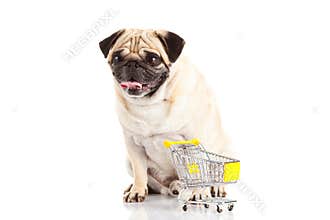 Pug dog shopping trolly isolated on white background. shopper
