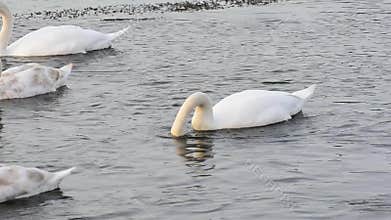 White mute swans (Cygnus olor)